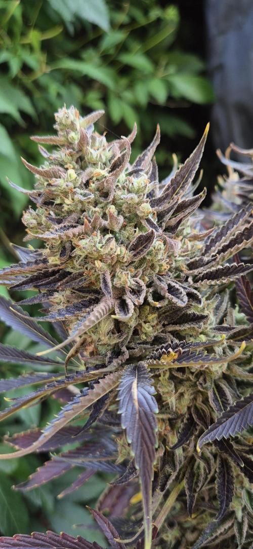 Haze Berry (Outdoor). Week 10