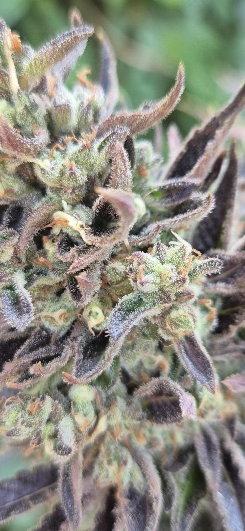 Haze Berry (Outdoor). Week 10
