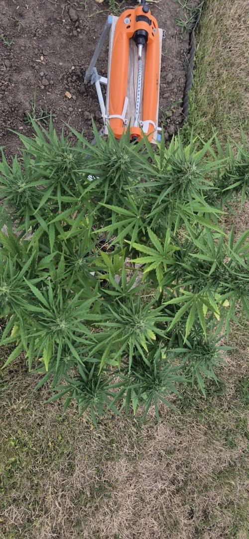 Lemon Peach CBD Auto (Ganja Farmers). Week 8
