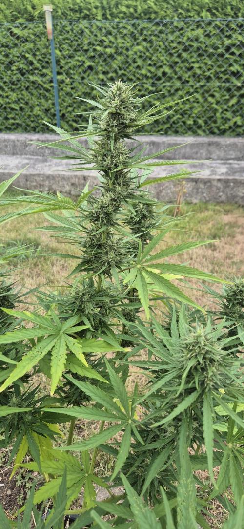 Lemon Peach CBD Auto (Ganja Farmers). Week 8