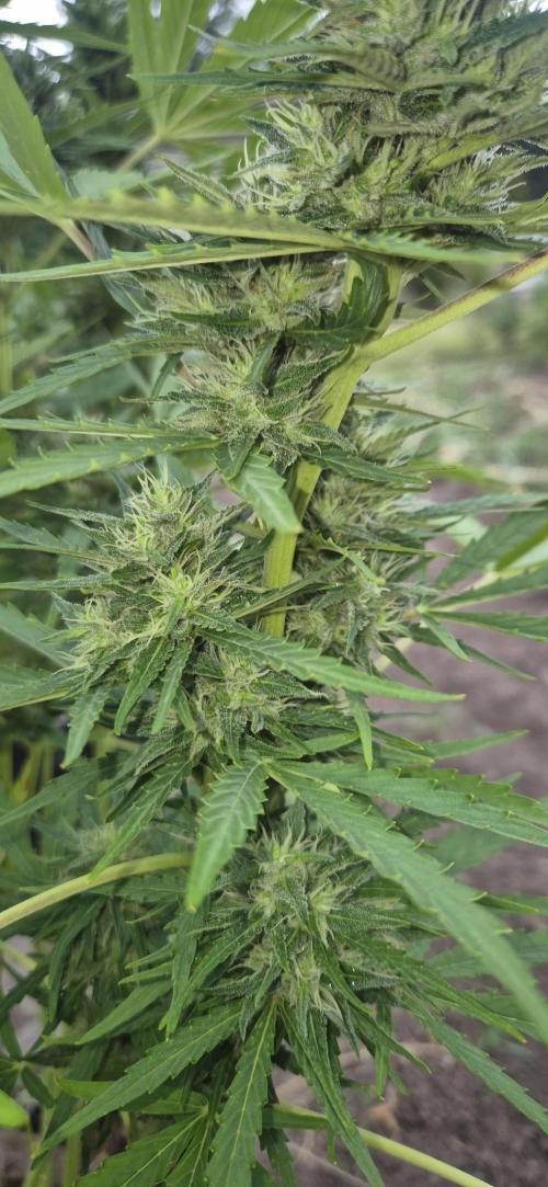 Lemon Peach CBD Auto (Ganja Farmers). Week 8