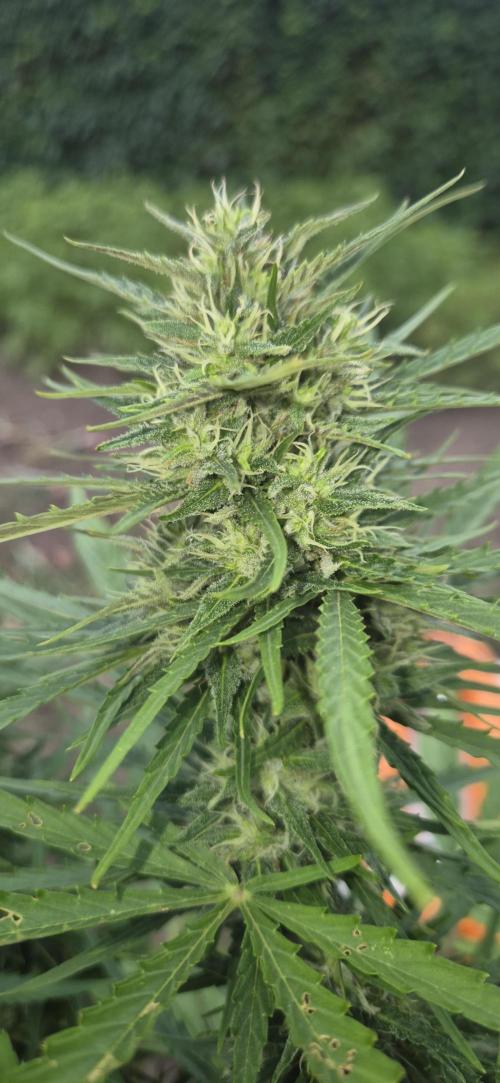 Lemon Peach CBD . Week 8