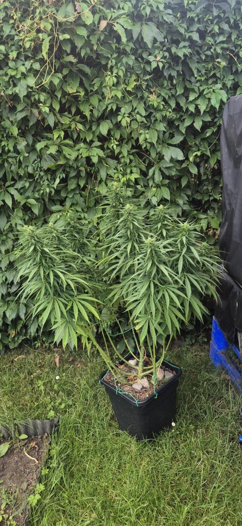 CBDV Auto. Week 11