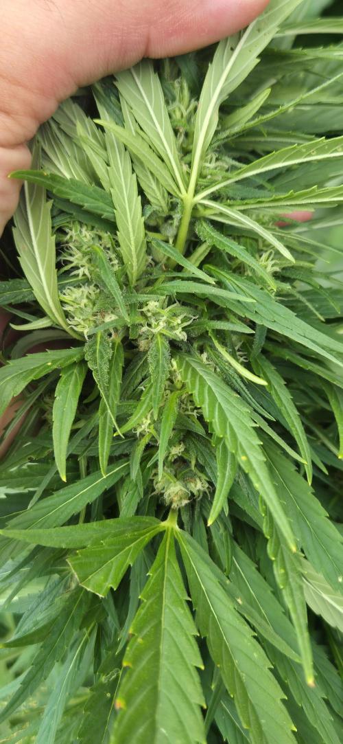 CBDV Auto. Week 11
