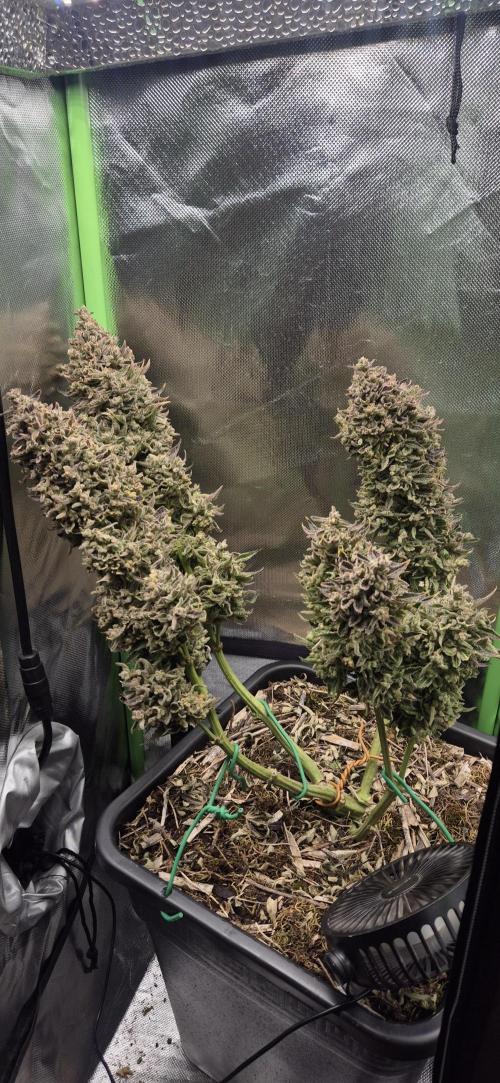 Haze Berry (Outdoor). Week 11
