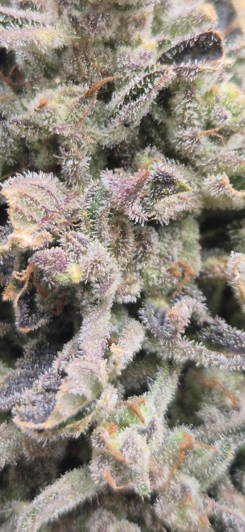 Haze Berry (Outdoor). Week 11