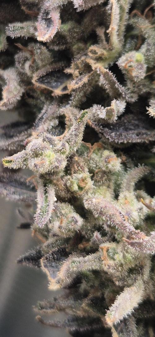 Haze Berry (Outdoor). Week 11