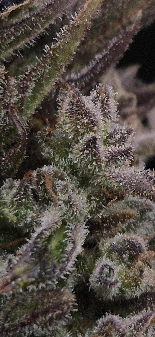 Haze Berry (Outdoor). Week 11