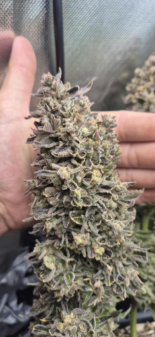 Haze Berry (Outdoor). Week 11