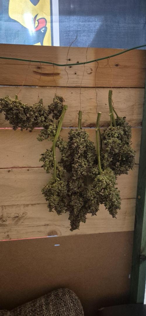 Haze Berry (Outdoor). Week 12