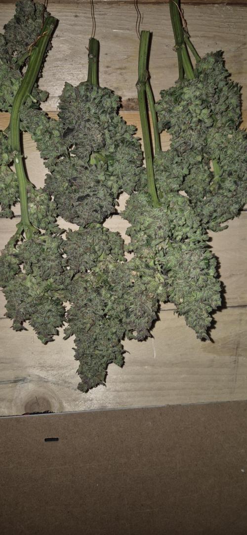 Haze Berry (Outdoor). Week 12