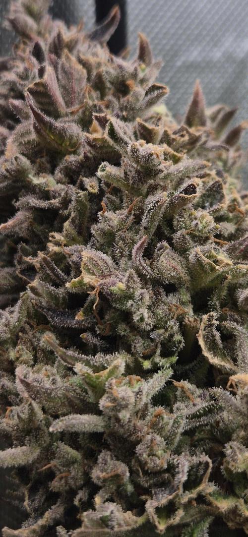 Haze Berry (Outdoor). Week 12