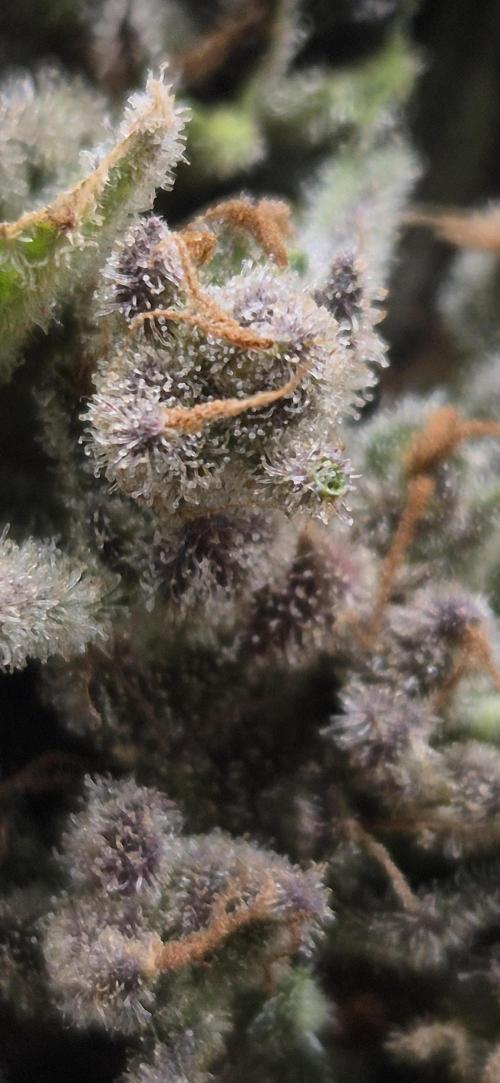 Haze Berry (Outdoor). Week 12