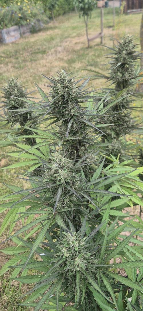Lemon Peach CBD Auto (Ganja Farmers). Week 9