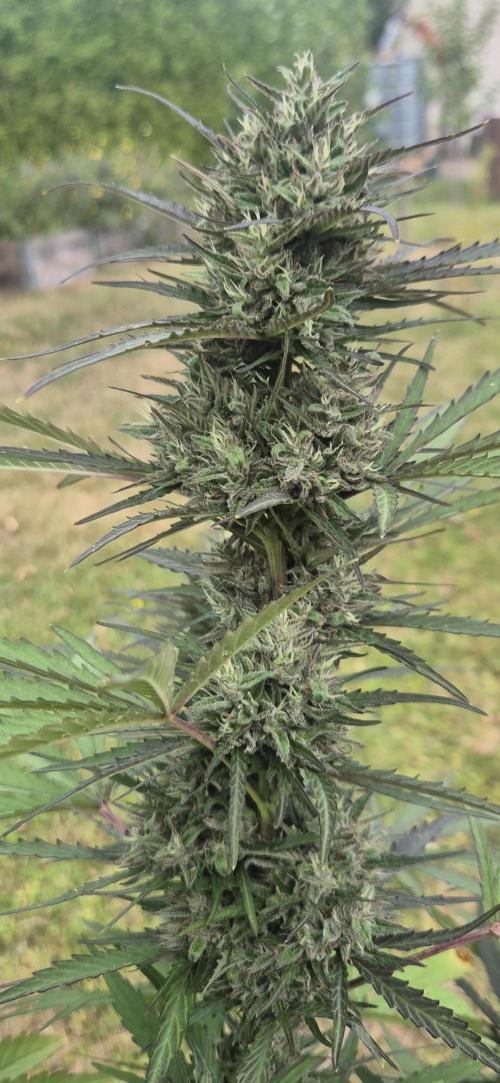 Lemon Peach CBD Auto (Ganja Farmers). Week 9