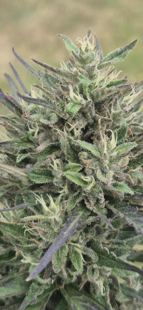 Lemon Peach CBD Auto (Ganja Farmers). Week 9