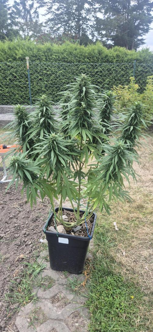 CBDV Auto. Week 12