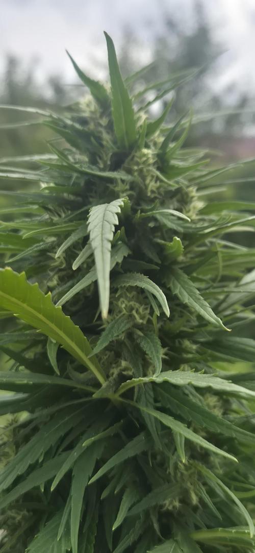 CBDV Auto. Week 12