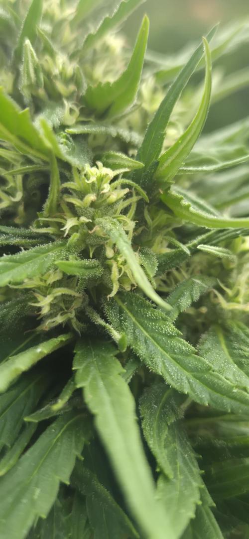 CBDV Auto. Week 12