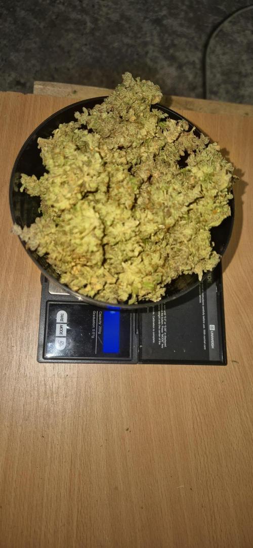 Haze Berry (Outdoor). Week 12