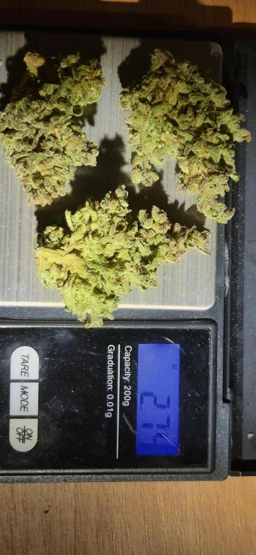 Haze Berry (Outdoor). Week 12 - Die größten Buds (0,7 bis 1 Gramm)