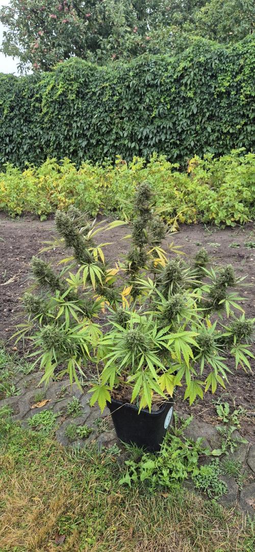 Lemon Peach CBD Auto (Ganja Farmers). Week 10