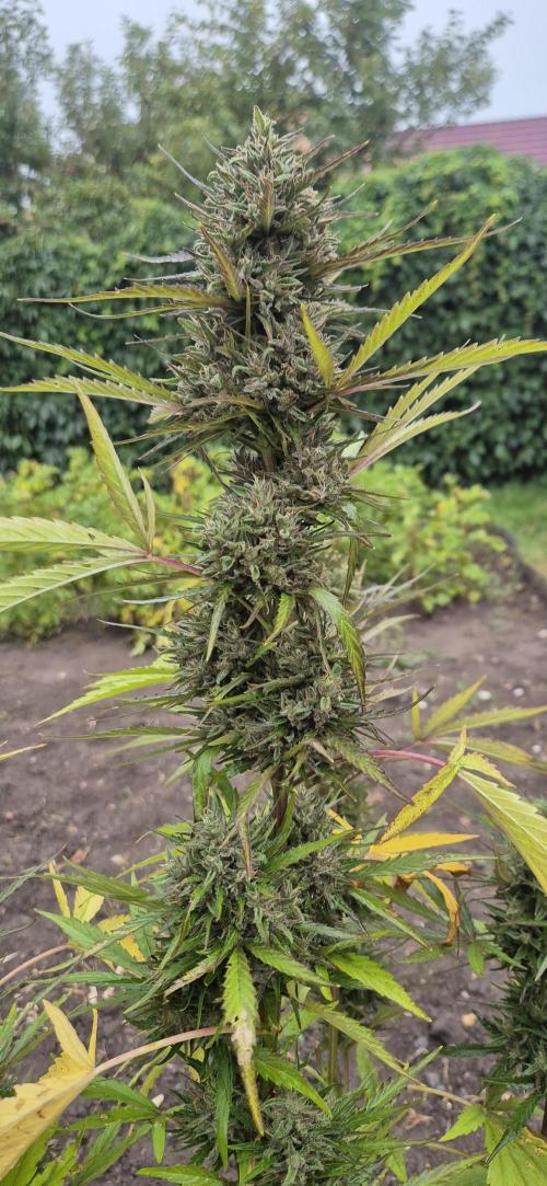 Lemon Peach CBD Auto (Ganja Farmers). Week 10