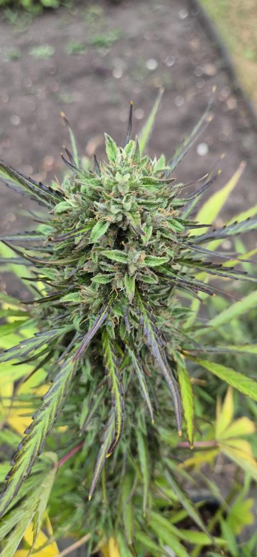 Lemon Peach CBD Auto (Ganja Farmers). Week 10