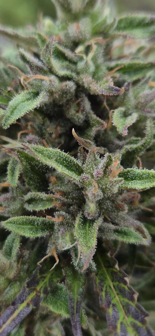 Lemon Peach CBD Auto (Ganja Farmers). Week 10