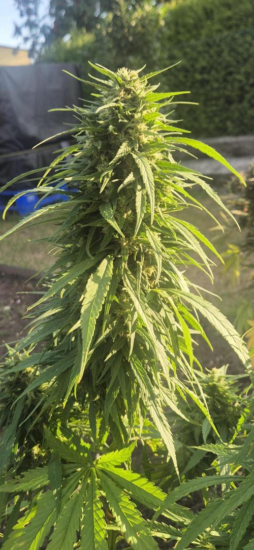 CBDV Auto. Week 13