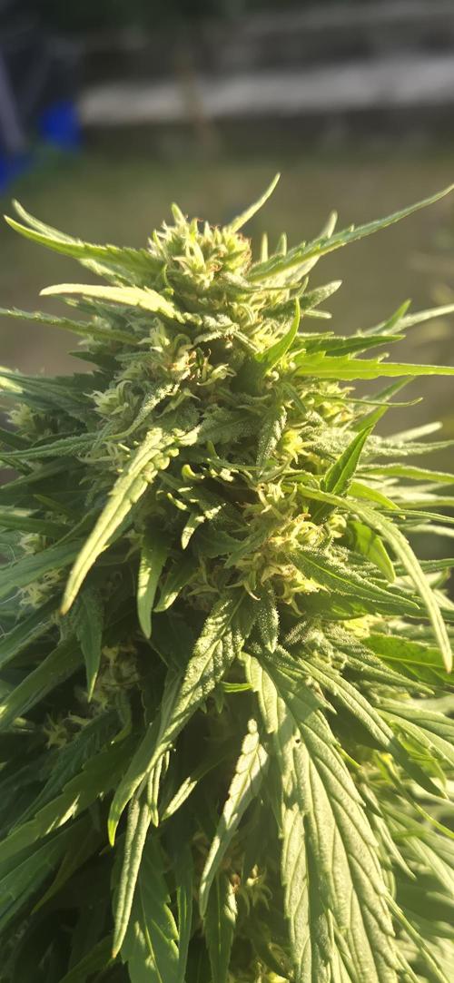 CBDV Auto. Week 13