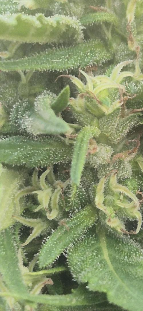 CBDV Auto. Week 13