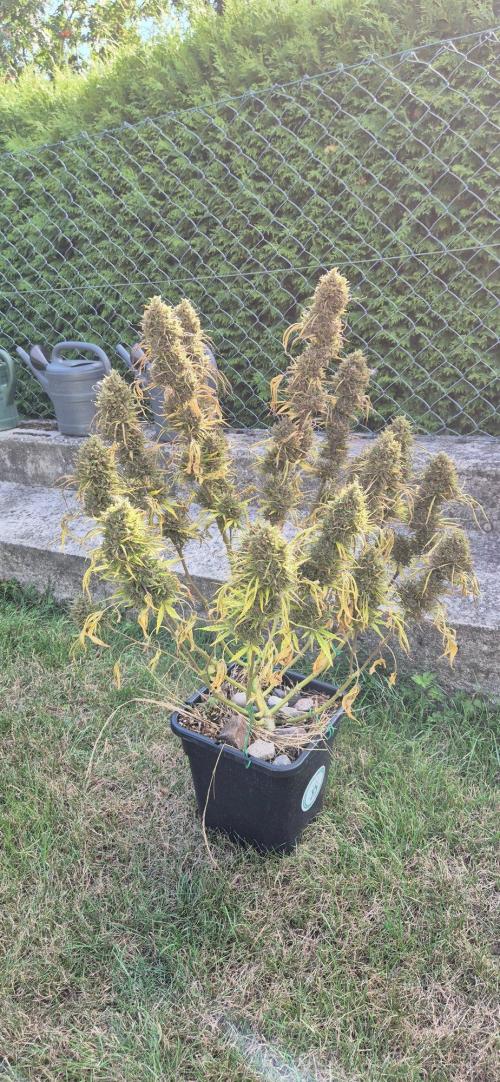 Lemon Peach CBD Auto (Ganja Farmers). Week 11