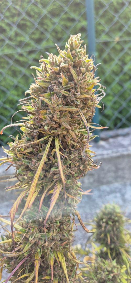 Lemon Peach CBD Auto (Ganja Farmers). Week 11
