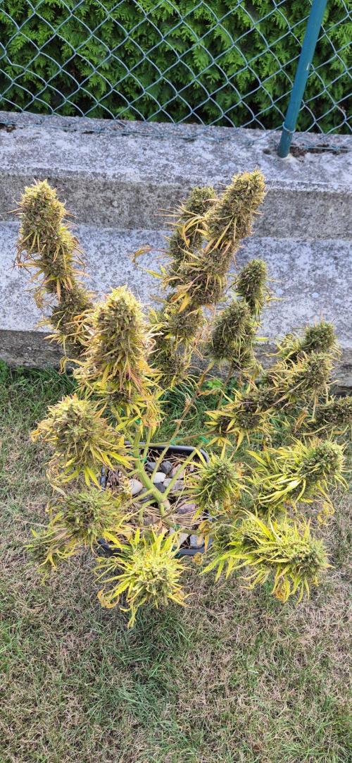 Lemon Peach CBD Auto (Ganja Farmers). Week 11