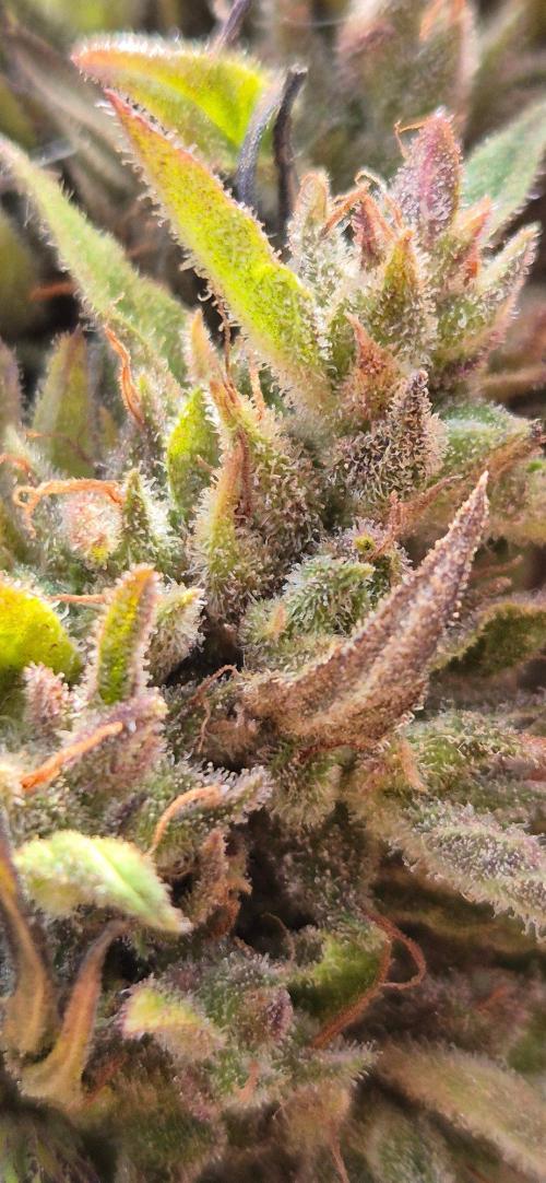Lemon Peach CBD Auto (Ganja Farmers). Week 11