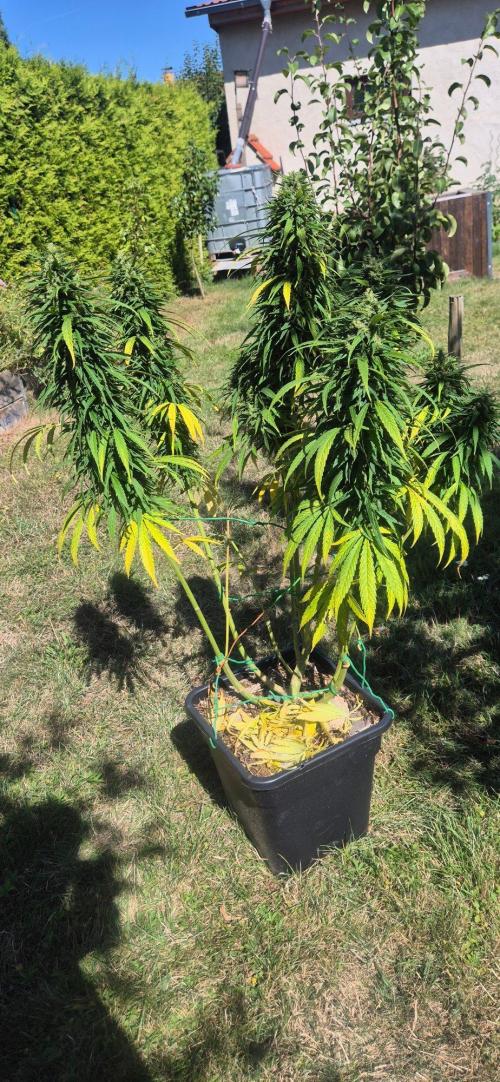 CBDV Auto. Week 14