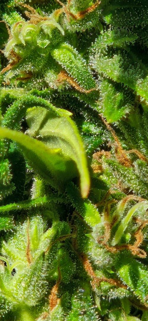 CBDV Auto. Week 14