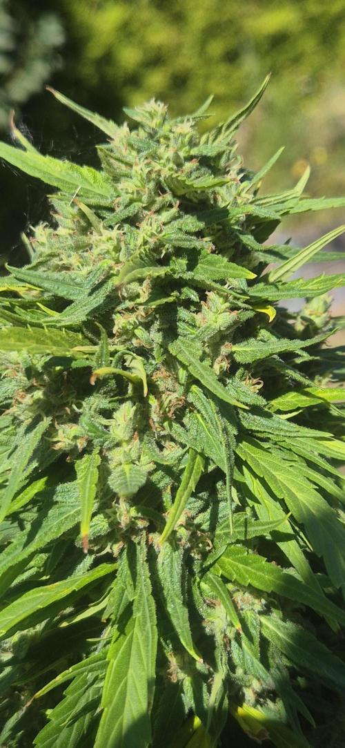 CBDV Auto. Week 14