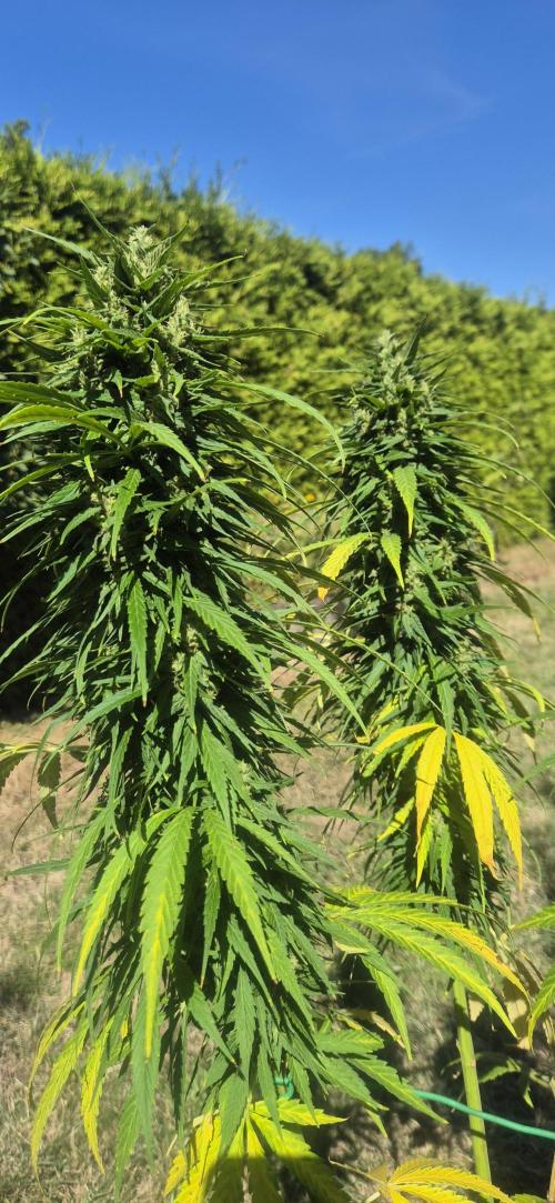 CBDV Auto. Week 14