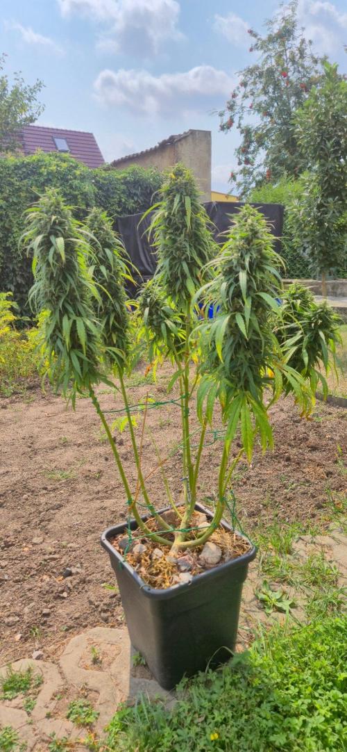 CBDV Auto. Week 15