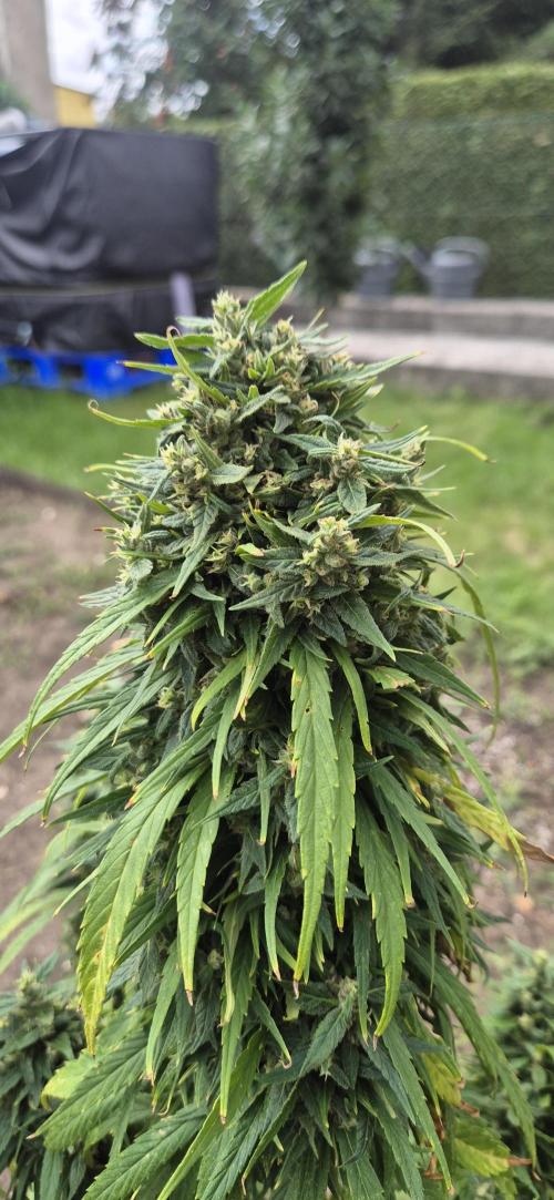 CBDV Auto. Week 16