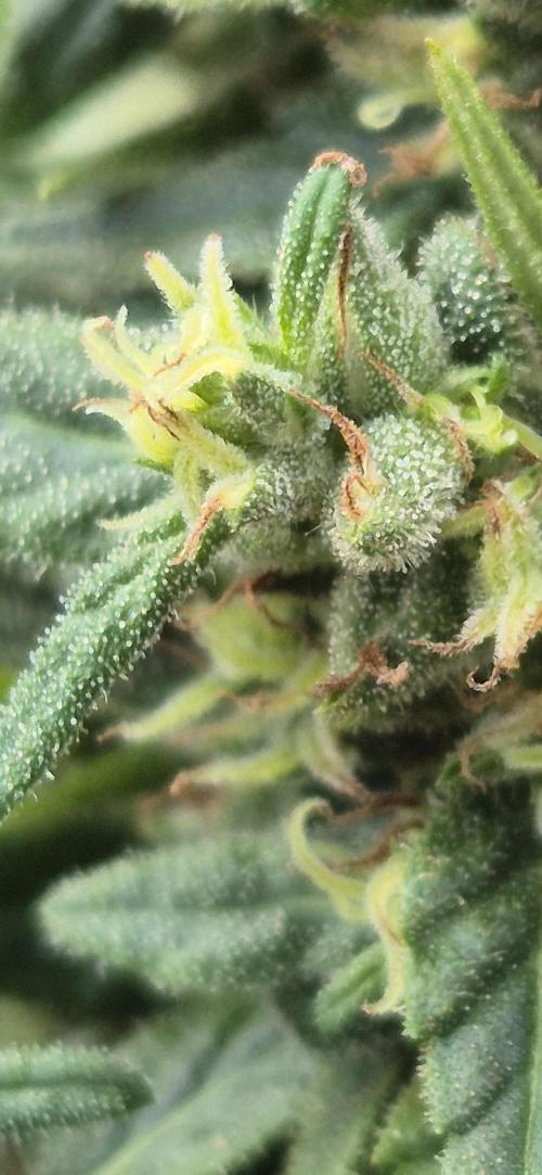 CBDV Auto. Week 16