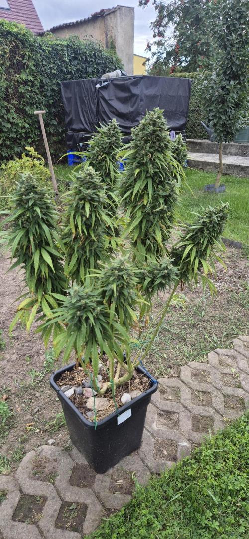 CBDV Auto. Week 17