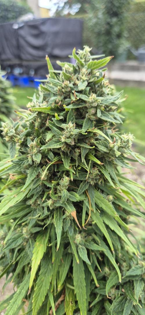 CBDV Auto. Week 17