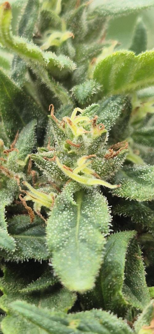 CBDV Auto. Week 17