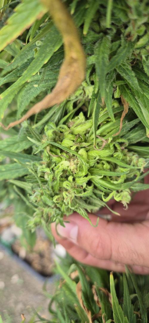 CBDV Auto. Week 17