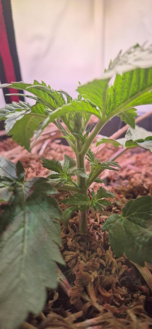 Lemon Muffin Fast. Week 2