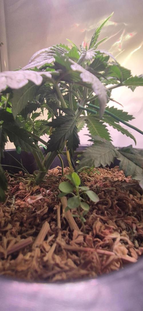 Lemon Muffin Fast. Week 3
