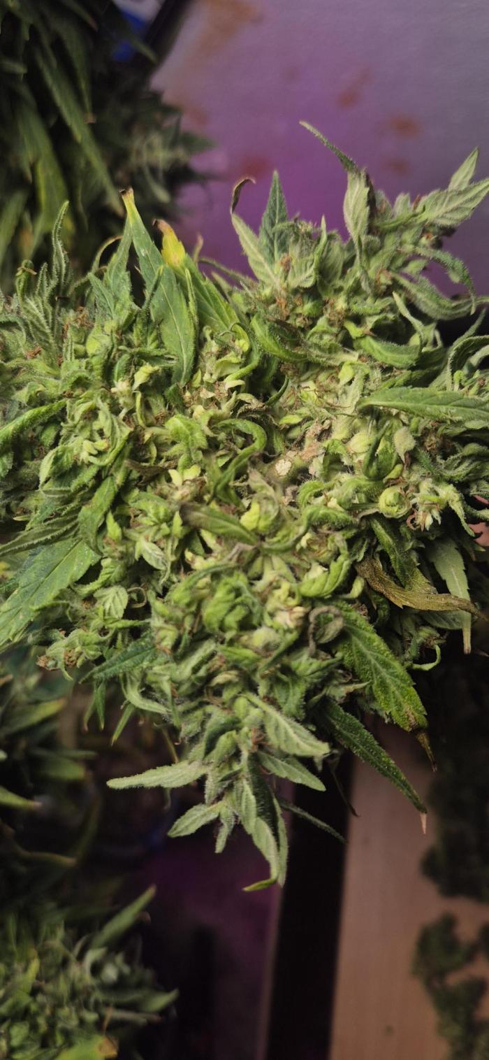 CBDV Auto. Week 18